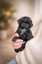 Toypoedel 2 teefjes en 1 reutje, toypoedels, toy poedel, Poedel, Parvo, Reu, 8 tot 15 weken