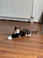 Lieve poes “Lulu”, Dieren en Toebehoren, Ophalen of Verzenden
