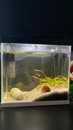 Aquarium + Algeneter, Dieren en Toebehoren, Vissen | Aquaria en Toebehoren, Ophalen, Gebruikt, Gevuld zoetwateraquarium