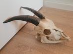 Schedel van een bok geit, Ophalen of Verzenden