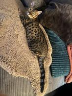 Mooie bengaalse dekkater gezocht, Dieren en Toebehoren, Ophalen of Verzenden