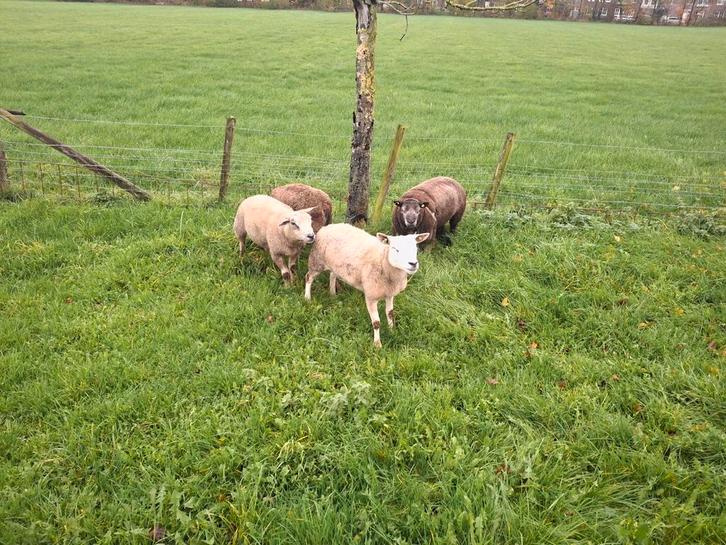 Schapen te koop, Dieren en Toebehoren, Schapen, Geiten en Varkens, Schaap, Vrouwelijk