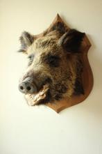 Taxidermie grote opgezette everzwijn kop, Verzamelen, Dierenverzamelingen, Ophalen of Verzenden, Gebruikt, Wild dier, Opgezet dier