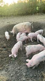 Biggen, Dieren en Toebehoren, Vrouwelijk, Varken