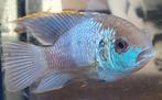 Blauwe acara Electric Blue mannetje, Vis, Zoetwatervis