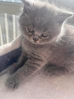 Korte britshaar kitten, Dieren en Toebehoren, Katten en Kittens | Raskatten | Korthaar, Meerdere dieren, Met stamboom, 0 tot 2 jaar