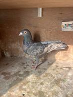 Kleurpostduiven, Dieren en Toebehoren, Meerdere dieren, Postduif