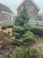 Blauwspar 2 meter, Tuin en Terras, Planten | Bomen, Bloeit niet, Overige soorten, 100 tot 250 cm, Ophalen