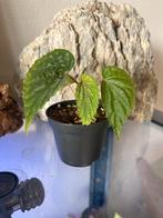 Begonia Atricha Sumatera, Ophalen of Verzenden, Halfschaduw, Minder dan 100 cm