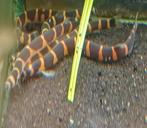 Hobbyaquarium Pangio kuhlii Myersi/Reuze slangenvis 8/10 cm, Dieren en Toebehoren, Vis, Zoetwatervis, Schoolvis