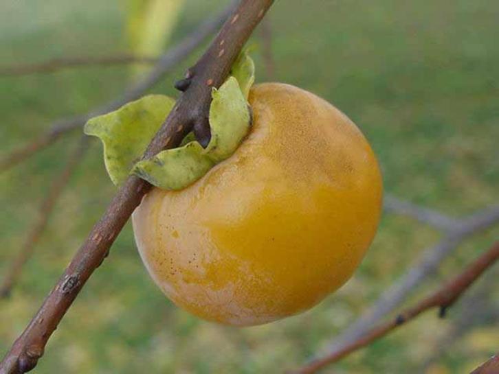 Planten Voor De Eetbare Tuin, Tuin en Terras, Planten | Tuinplanten, Vaste plant, Overige soorten, Volle zon, Lente, Ophalen