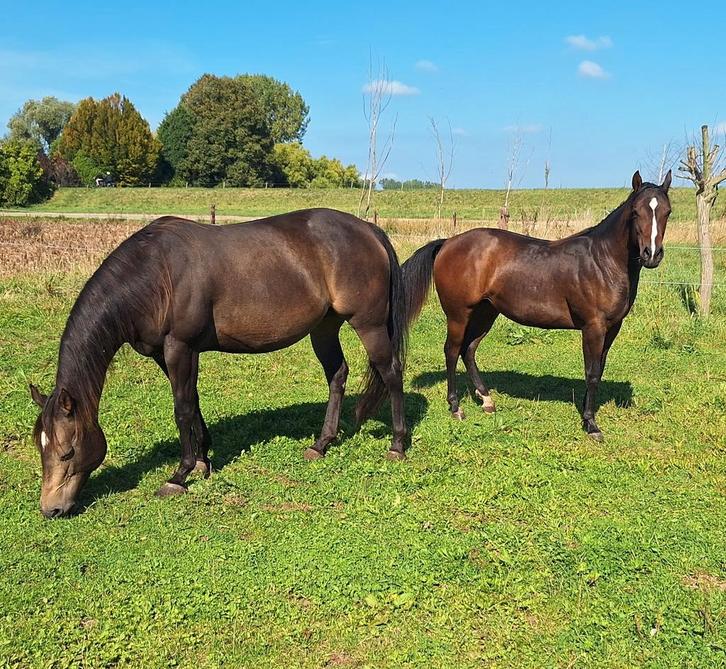 Quarter merrie, Dieren en Toebehoren, Paarden