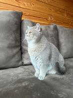 Lieve Britsekorthaar zoekt een nieuw thuis, Dieren en Toebehoren, Katten en Kittens | Raskatten | Korthaar, Poes, Gechipt
