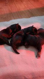 Black and tan puppy's, Jack Russell Terriër, 8 tot 15 weken, Meerdere, Meerdere dieren