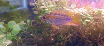 Apistogramma macmasteri man tekoop beschikbaar voor biedingen