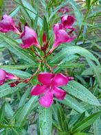 Oleander, Ophalen of Verzenden, Overige soorten