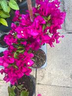 Roze bloeiende Bougainvillea   plantjes te koop aangeboden., Ophalen of Verzenden, Overige soorten, Minder dan 100 cm