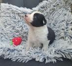 Border collie pups met fci stamboom, CDV (hondenziekte), 8 tot 15 weken, Collie, Meerdere