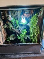 Mooie wimpergekko met bioactief terrarium, Dieren en Toebehoren, Hagedis, Met terrarium, 3 tot 6 jaar