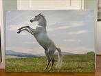 Canvas paard 100 bij 70 cm, Huis en Inrichting, Ophalen, Schilderij, 75 cm of meer