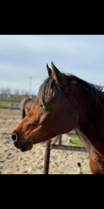 Verzorgster gezocht, Dieren en Toebehoren, Ophalen, Nieuw
