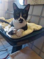 Jarela, Bogart, 20-10-2023 zwervend aangetroffen, Dieren en Toebehoren, Katten en Kittens | Overige Katten, Kater, Kortharig, 0 tot 2 jaar