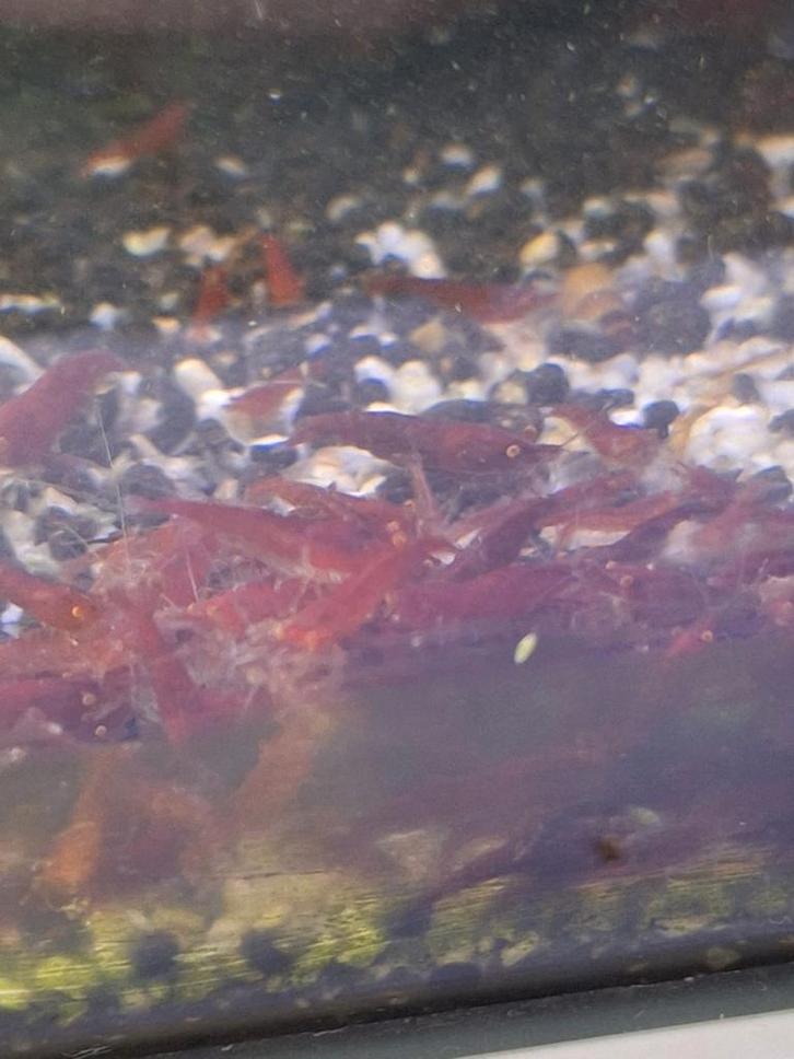Bloody Marys oranje ogen, Dieren en Toebehoren, Vissen | Aquariumvissen, Kreeft, Krab of Garnaal