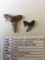 Haaientanden uit Balegem: Otodus auriculatus, Ophalen of Verzenden, Fossiel