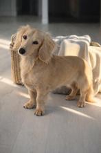 (Niet te koop) cream kaninchen teckel  dekreu dachshund, Dieren en Toebehoren, Reu, 1 tot 2 jaar, Parvo, Eén hond