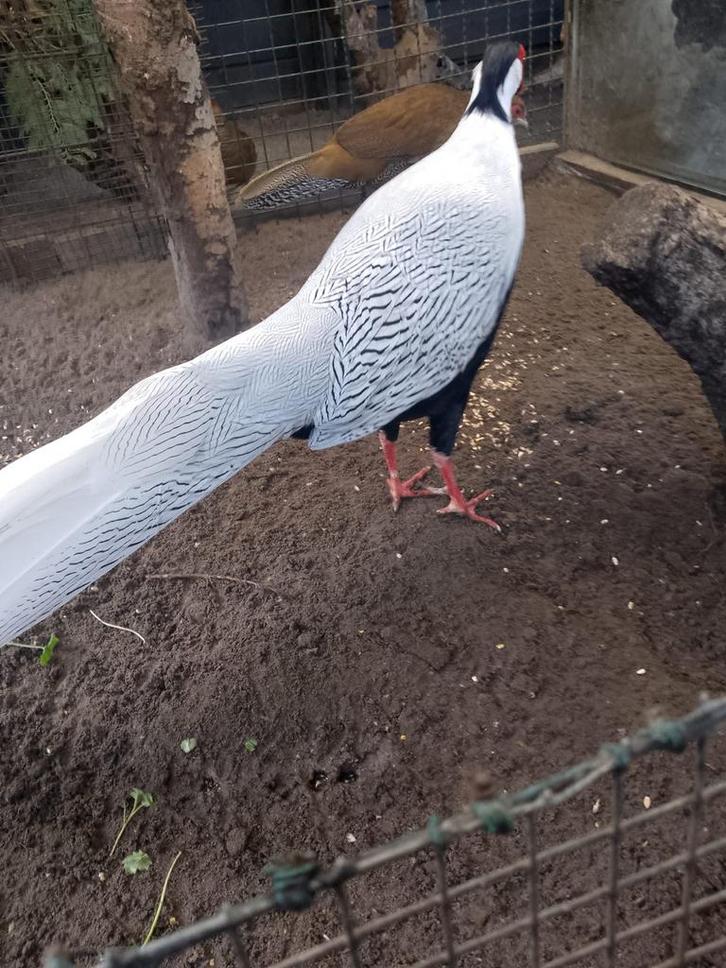 Zilverfazant te koop, Dieren en Toebehoren, Pluimvee, Overige soorten, Meerdere dieren