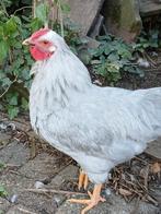 Nieuw huis gezocht voor 3 haantjes, Dieren en Toebehoren, Pluimvee, Mannelijk, Kip