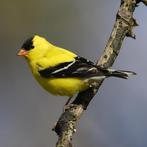 Pop treursijs geringd 2025 met d.n.a, Dieren en Toebehoren, Meerdere dieren, Geringd