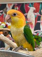 Baby Caique´s | Roest en Zwartkop | getest | Speels, Dieren en Toebehoren, Meerdere dieren, Papegaai, Geringd