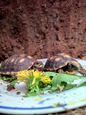Kolenbrander landschildpadden beschikbaar voor biedingen