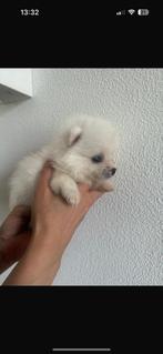 Prachtige pomsky pups, Dieren en Toebehoren, Honden | Chihuahua's en Gezelschapshonden, Rabiës (hondsdolheid), Overige rassen