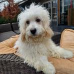 Boomer pupje  ( Puk  ) zoekt een liefdevol huisje, Maltezer, Nederland, 15 weken tot 1 jaar, Reu