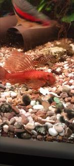 Red longfin ancistrus  3 a 4 cm, Dieren en Toebehoren, Vissen | Aquariumvissen, Vis