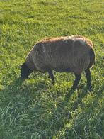Koppel bonte drachtige schapen, Dieren en Toebehoren, Schapen, Geiten en Varkens, Vrouwelijk, Schaap