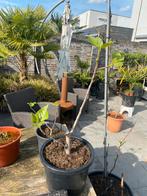 zeer fraaie vijgenboom in pot aangeboden!!, Volle zon, Vijgenboom, Minder dan 100 cm, Ophalen