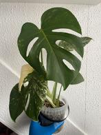 Monstera deliciosa Mint, Huis en Inrichting, Ophalen of Verzenden, Halfschaduw, Minder dan 100 cm