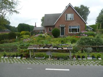 Enkele struiken en diverse vaste planten beschikbaar voor biedingen