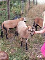 Maasduinen ram lammeren. Geboren maart/april, Dieren en Toebehoren, Schapen, Geiten en Varkens, Mannelijk, Schaap