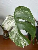 Monstera Variegata #stek 4, Ophalen of Verzenden, Overige soorten, Minder dan 100 cm