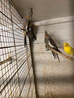 Valkparkieten, Dieren en Toebehoren, Vogels | Parkieten en Papegaaien, Meerdere dieren, Parkiet