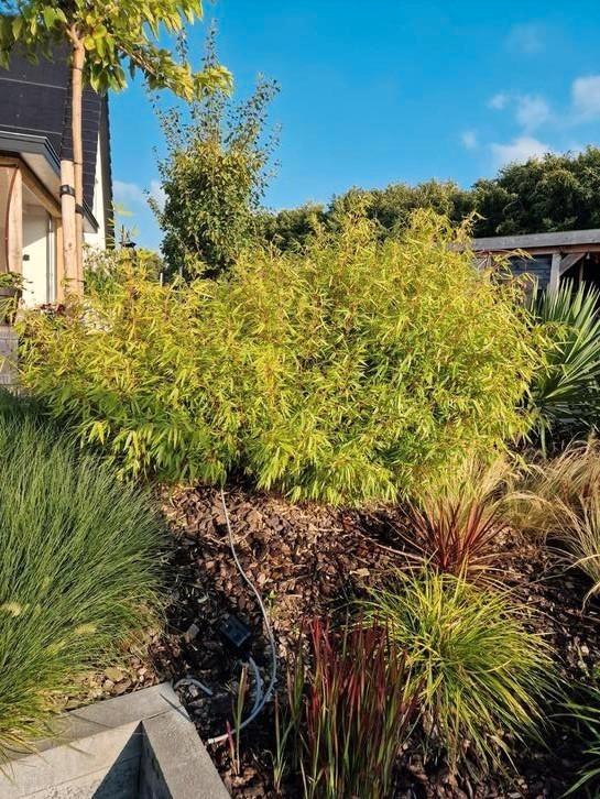 Bamboe Fargesia, Tuin en Terras, Planten | Struiken en Hagen, Bamboe, 250 cm of meer, Ophalen