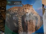 Nieuwe puzzel, Ophalen of Verzenden, 500 t/m 1500 stukjes, Nieuw, Legpuzzel
