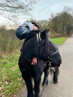eerlijke fell pony project pony, Ophalen, Zo goed als nieuw