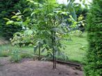 Walnoten boom, Ophalen, Lente, Volle zon, Overige soorten