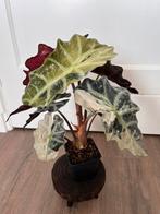 Alocasia Polly pink variegata, Overige soorten, In pot, Minder dan 100 cm, Bloeiende kamerplant