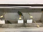 Gouldamadines, Dieren en Toebehoren, Vogels | Overige Vogels, Mannelijk, Tropenvogel, Geringd